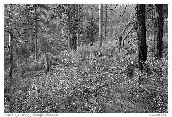 Forest scene, Lewis Creek. Kings Canyon National Park, California, USA.