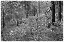 Forest scene, Lewis Creek. Kings Canyon National Park, California, USA. (black and white)