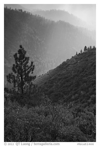 Tree and backlit ridges, Kings Canyon. Kings Canyon National Park, California, USA.