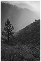 Tree and backlit ridges, Kings Canyon. Kings Canyon National Park, California, USA. (black and white)