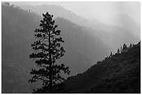 Silhouetted tree and canyon ridges. Kings Canyon National Park, California, USA. (black and white)