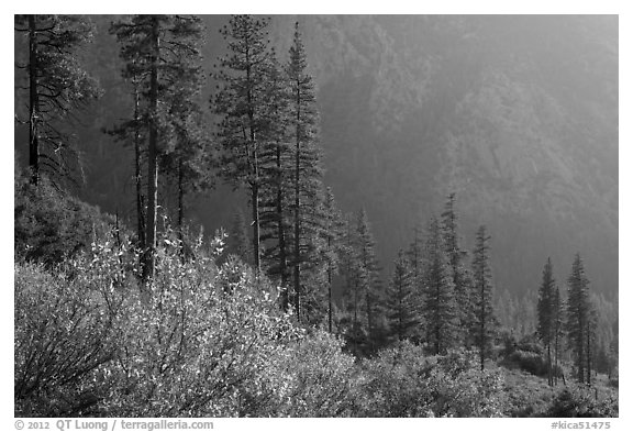 Trees and canyon walls, late afternoon. Kings Canyon National Park, California, USA.