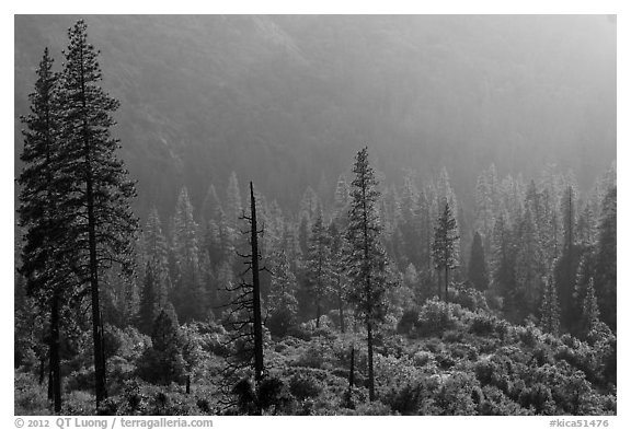 Forest and valley slopes. Kings Canyon National Park (black and white)