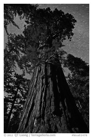 Moonlit sequoia and star trails. Kings Canyon National Park, California, USA.