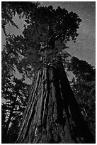 Moonlit sequoia and star trails. Kings Canyon National Park, California, USA. (black and white)