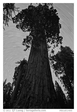 Sequoia and star trails, Grant Grove. Kings Canyon National Park, California, USA.