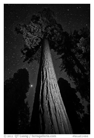 Sequoia tree, planet, stars. Kings Canyon National Park (black and white)