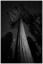 Sequoia tree, planet, stars. Kings Canyon National Park, California, USA. (black and white)
