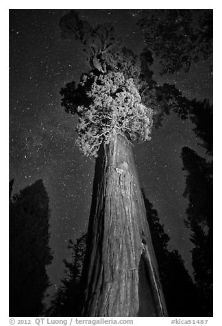 General Grant tree under starry skies. Kings Canyon National Park (black and white)