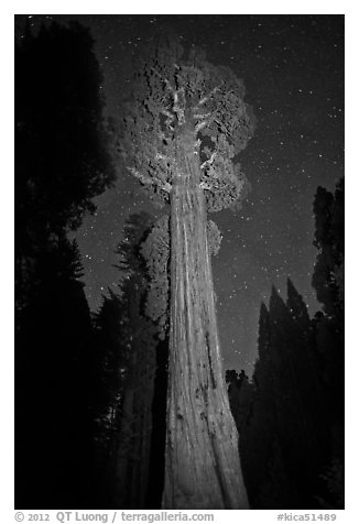 General Grant tree and night sky. Kings Canyon National Park, California, USA.