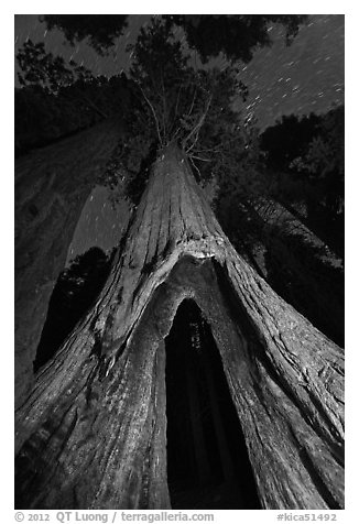 Sequoia tree with opening at base at night, Redwood Canyon. Kings Canyon National Park, California, USA.