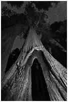 Sequoia tree with opening at base at night, Redwood Canyon. Kings Canyon National Park, California, USA. (black and white)