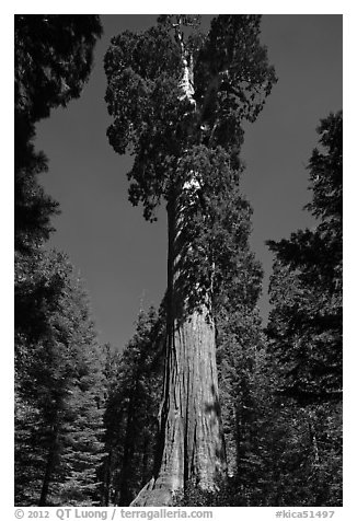 General Grant tree. Kings Canyon National Park, California, USA.