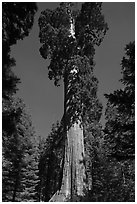 General Grant tree. Kings Canyon National Park, California, USA. (black and white)