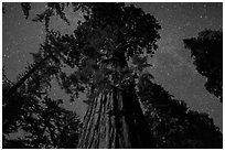 Giant Sequoia moonlit at night. Kings Canyon National Park ( black and white)