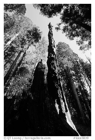 Burned tall tree. Sequoia National Park, California, USA.