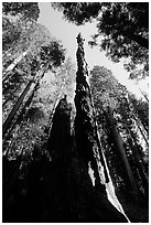 Burned tall tree. Sequoia National Park, California, USA. (black and white)