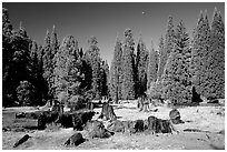 Big sequoia tree stumps, Giant Sequoia National Monument near Kings Canyon National Park. California, USA (black and white)