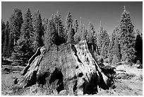 Big sequoia stump,  Giant Sequoia National Monument near Kings Canyon National Park. California, USA (black and white)