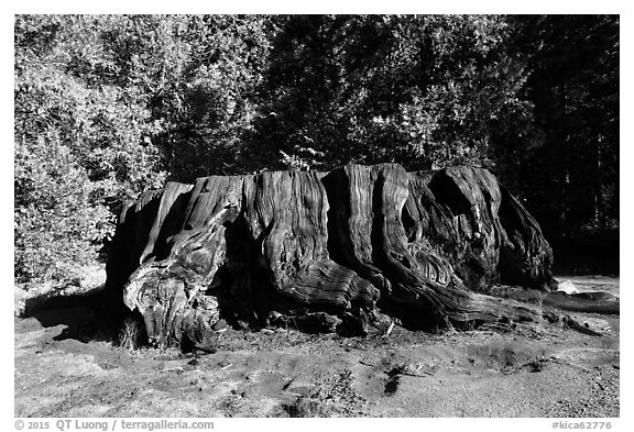 Mark Twain Stump, 90 feet cicumferance. Kings Canyon National Park (black and white)
