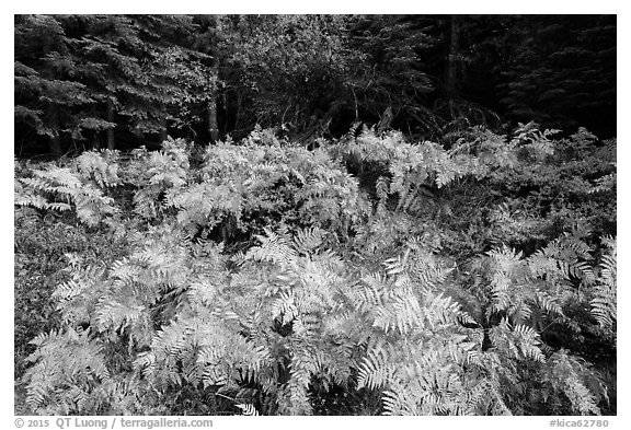 Ferns in autumn, Big Stump Basin. Kings Canyon National Park (black and white)
