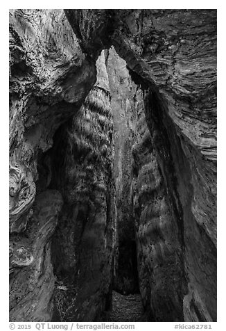 Interior of Burnt Monarch Tree. Kings Canyon National Park (black and white)