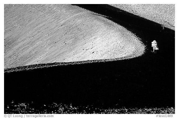 Curve and pine on top of Cinder cone, early morning. Lassen Volcanic National Park, California, USA.