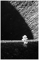 Shadows and pine on top of Cinder cone, early morning. Lassen Volcanic National Park, California, USA. (black and white)