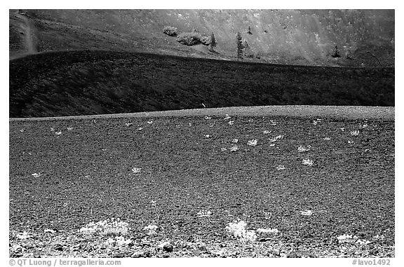 Pines and ash on top of Cinder cone. Lassen Volcanic National Park, California, USA.