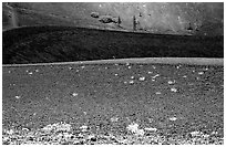 Pines and ash on top of Cinder cone. Lassen Volcanic National Park, California, USA. (black and white)