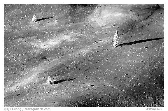 Pine trees growing on ash dunes. Lassen Volcanic National Park (black and white)