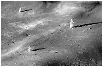 Pine trees growing on ash dunes. Lassen Volcanic National Park ( black and white)