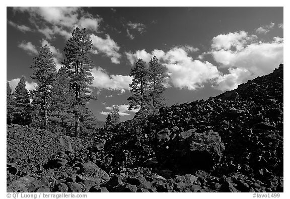 Pines on Fantastic lava beds. Lassen Volcanic National Park, California, USA.