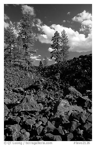 Pines on Fantastic lava beds. Lassen Volcanic National Park, California, USA.