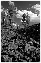 Pines on Fantastic lava beds. Lassen Volcanic National Park, California, USA. (black and white)