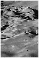 Painted dunes and pine trees. Lassen Volcanic National Park, California, USA. (black and white)