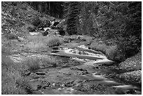 Kings Creek cascades in forest. Lassen Volcanic National Park ( black and white)