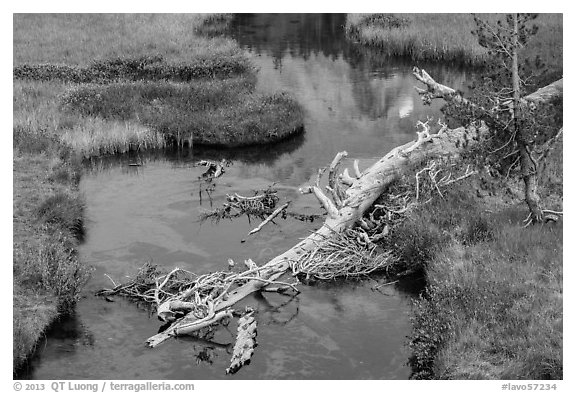 Fallen tree in Kings Creek with Lassen Peak reflection. Lassen Volcanic National Park (black and white)