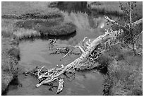 Fallen tree in Kings Creek with Lassen Peak reflection. Lassen Volcanic National Park ( black and white)