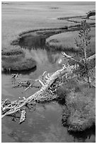 Fallen tree, stream, and meadow. Lassen Volcanic National Park ( black and white)