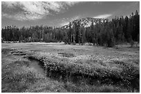 Upper Meadow with stream in late summer. Lassen Volcanic National Park ( black and white)