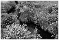 Shrubs and stream, late summer. Lassen Volcanic National Park ( black and white)