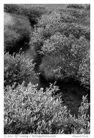 Shrubs in fall foliage along stream. Lassen Volcanic National Park (black and white)