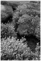 Shrubs in fall foliage along stream. Lassen Volcanic National Park ( black and white)