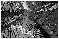 Looking up burned trees. Lassen Volcanic National Park ( black and white)