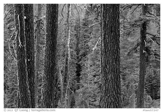 Trunks and conifer forest. Lassen Volcanic National Park (black and white)