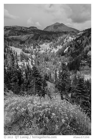 Rabbitbrush in bloom, forested valley, and Lassen Peak. Lassen Volcanic National Park (black and white)