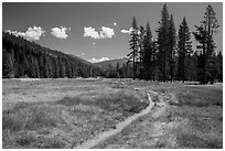 Trail, Warner Valley. Lassen Volcanic National Park ( black and white)