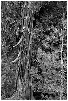 Weathered incense cedar trunk. Lassen Volcanic National Park ( black and white)