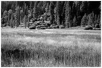 Drakesbad meadow, late summer. Lassen Volcanic National Park ( black and white)